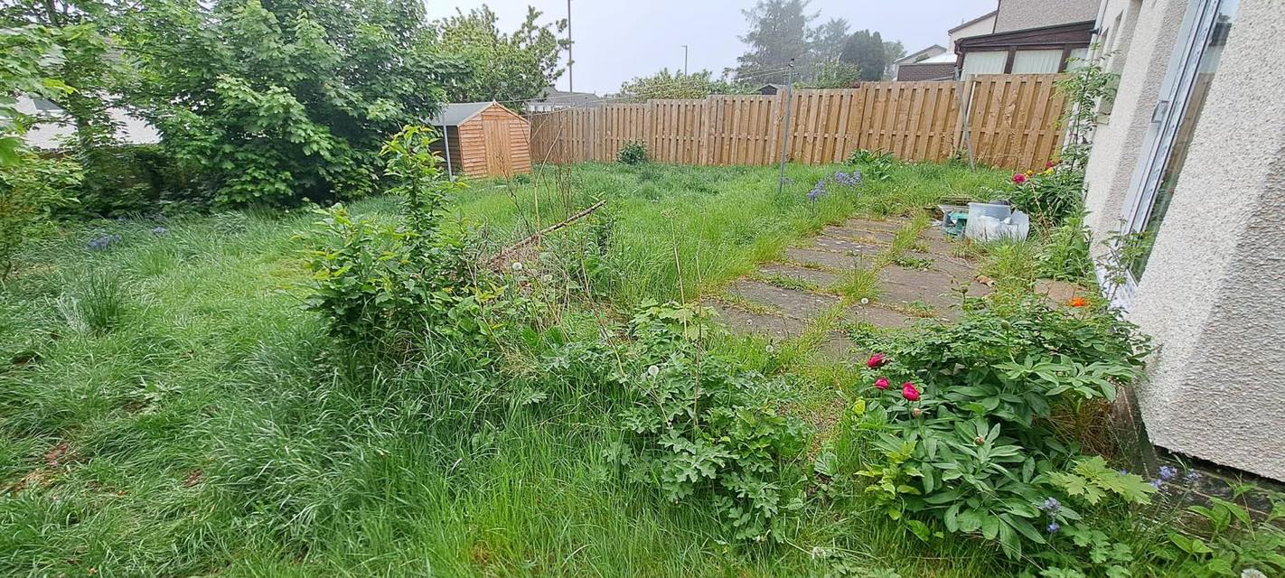 overgrown garden with weeds, overgrown patio
