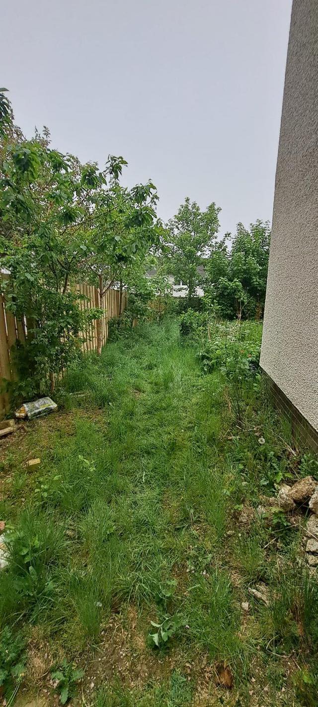 overgrown area at side of house